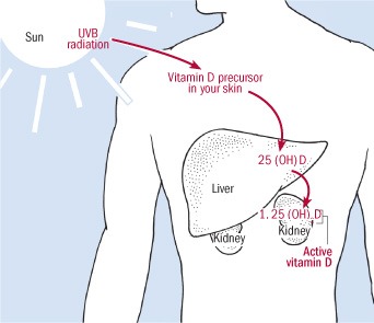 Vitamin D